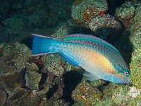 Princess Parrotfish